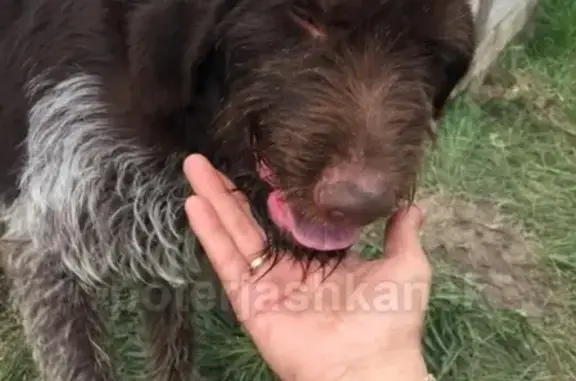 Найдена собака в Верх-Балте, Новосибирская область