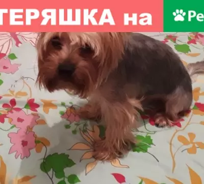 Найдена собака, Шатурторф, фото: Найден Йоркширский терьер в Шатурторфе