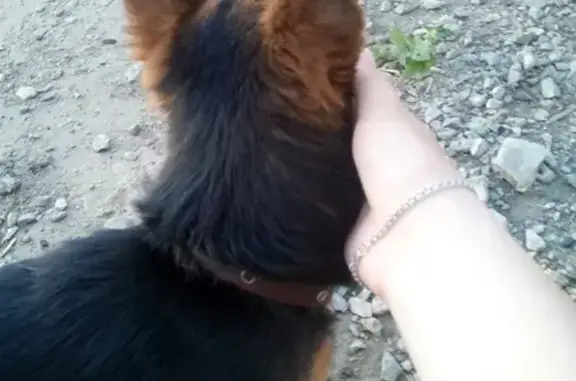 Пропала собачка Матвей в Челябинске, Калининский район