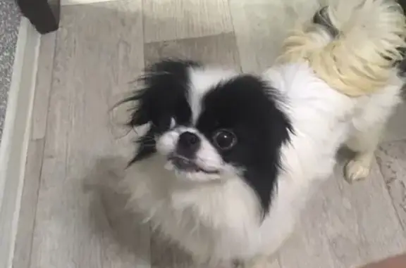 Собаки потеряшки, Уфа, фото: Потеряшка собака на озере Ильмурзино, прошу помочь!