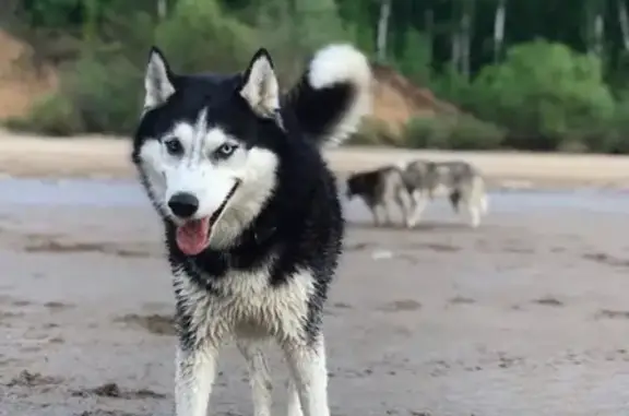 Потерянные животные Ульяновск, фото: Пропала собака в СНТ 