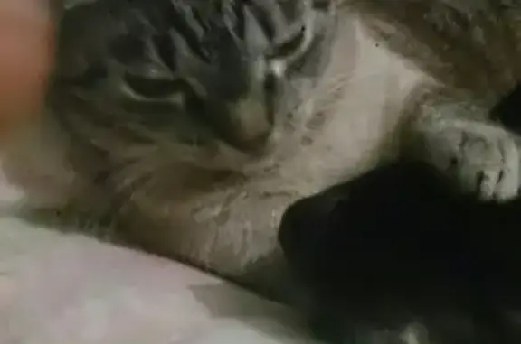 Кошки потеряшки, Кандалакша, фото: Потеряшка кот Вася в Кандалакше