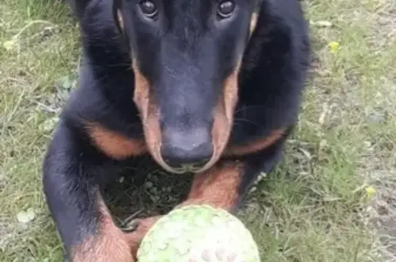 Пропала собака Вел в Шуваловском парке