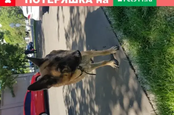 Собака найдена на Чертановской улице, 7А.