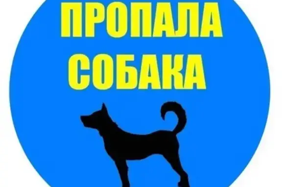 Пропала собака Лайка в Владимире