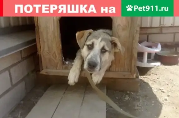 Собаки потеряшки, Липецк, фото: Потеряшка собака в Липецке!