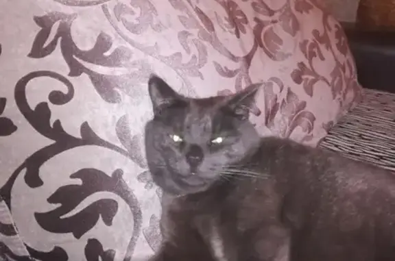 Пропал кот в Ишиме, серый окрас, красный ошейник.