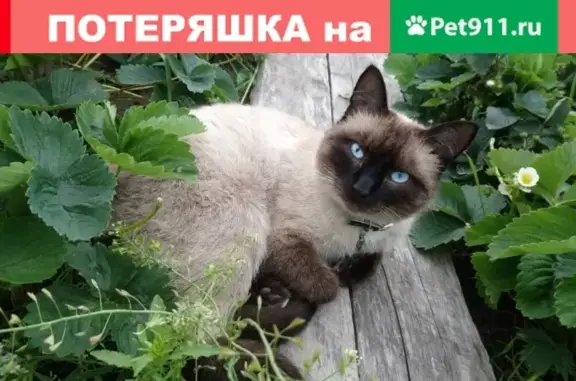 Пропал сиамский кот в Тобольске