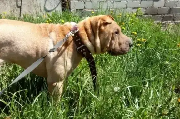 Найдена собака шарпей в Барнауле