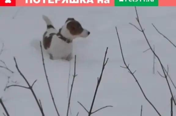 Пропал Джек Рассел Терьер по кличке Бакс в Нижнем Новгороде