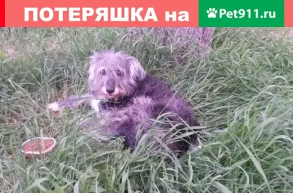 Собака найдена во дворе на Мичурина, В-Пышма