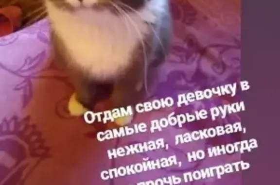 Пропала кошка Василиса в Якутске