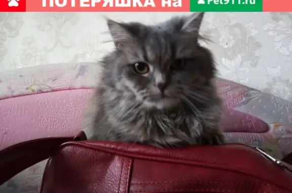 Пропала кошка Буся на улице Курская, Новокузнецк