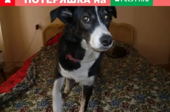 Пропала собака Клава на улице Щорса, 50