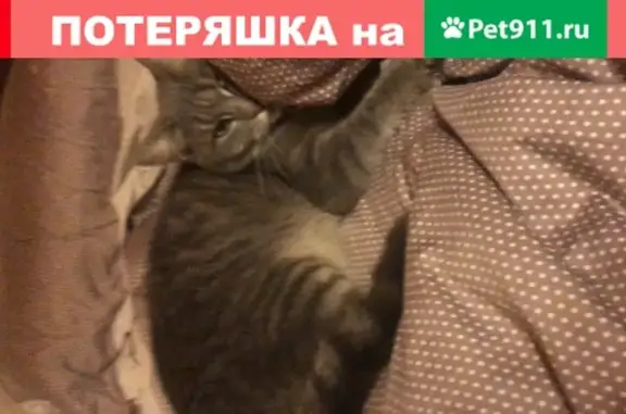 Кошки потеряшки, деревня Митино, фото: Потеряшка кошка в деревне Митино, Тульская область