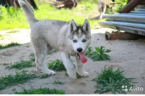 Пропала собака Сибирский Хаски в Белоярске, вознаграждение