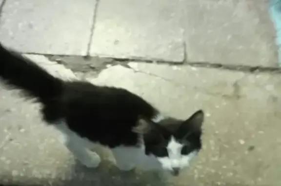 Найден пушистый котенок в Магнитогорске