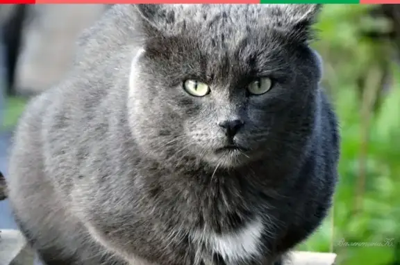 Кошки потеряшки, Ульяновск, фото: Потеряшка кошка Филя на Львовском бульваре, Ульяновск