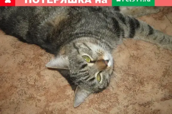 Пропала кошка на Уральской 26а/26б в Среднеуральске