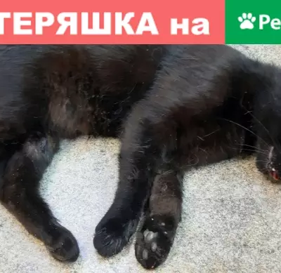 Найден чёрный кот возле Энергетиков, 3