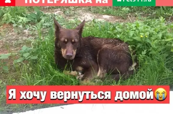 Найдена собака в Красногорске!
