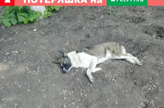 Найдена собака на ул. Силина, Ташкентская, З Космодемьянской (школы 10, 85)