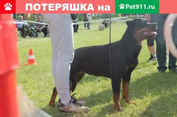 Пропала собака Ротвейлер в районе Землянска, Воронеж.