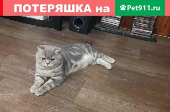 Пропал кот Сёма на ул. Карла Маркса, Борисоглебск.