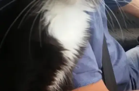 Кошки потеряшки, Набережные Челны, фото: Потеряшка кошка в Набережных Челнах