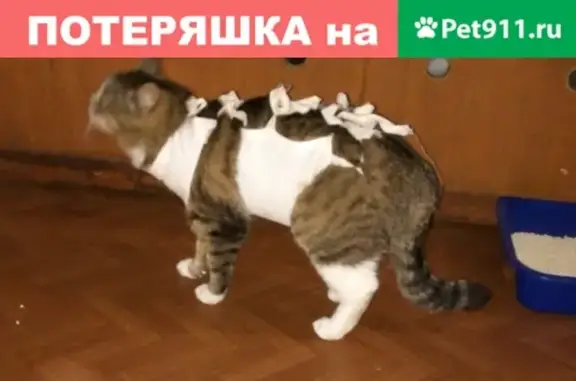 Пропала кошка в Запорожском поселении, Приозерский район
