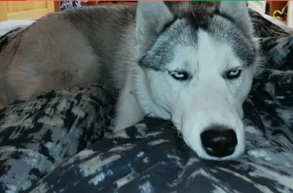 Пропала собака породы Сибирской Хаски в Жулебинском лесопарке, Москва