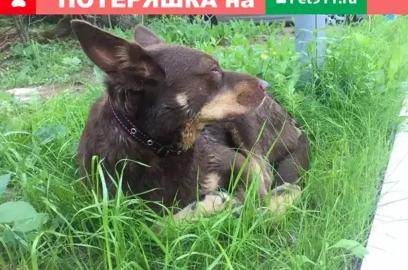Найдена собака в Красногорске, нужна помощь