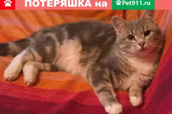 Кошки потеряшки, Москва, фото: Потеряшка серый кот с улицы Академика Миллионщикова 18