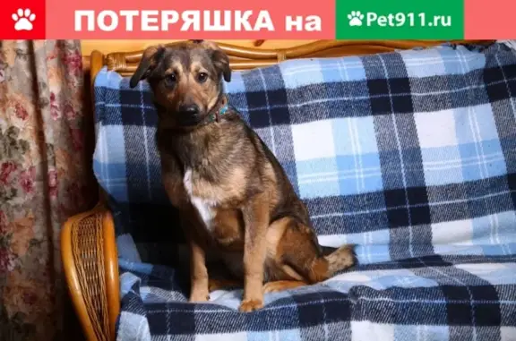 Пропала собака в Краснодаре #Шурочка