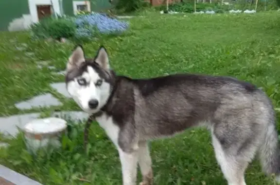 Найдена собака в Ломоносовском районе, Низино
