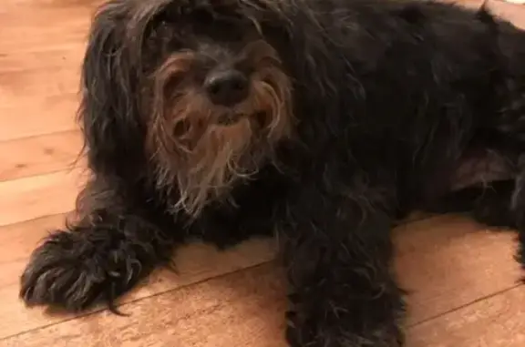 Найдена собака, Нижний Новгород, фото: Найдена собака около ЖК Новая Кузнечиха