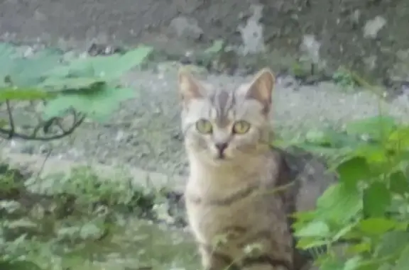 Найдена шотландская кошка в Ростове