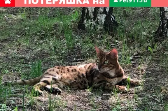 Кошки потеряшки, Ижевск, фото: Потеряшка бенгальская кошка в Ижевске