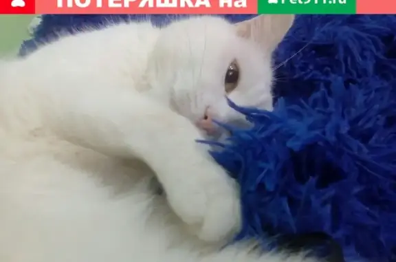 Пропал белый кот в Лесном посёлке, Надым.