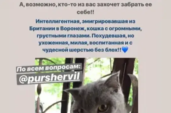 Найдена серая британская кошка в Воронеже