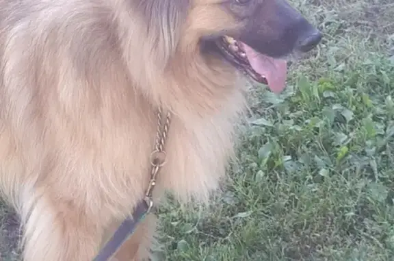 Пропала собака в микрорайоне Климовске, Подольск: помогите найти!