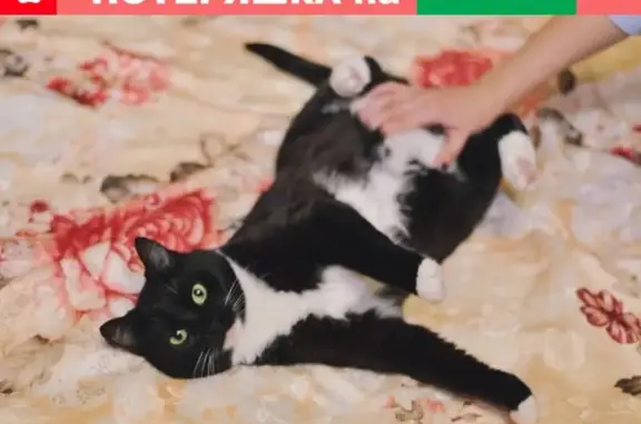 Кошки потеряшки, Мосрентген, фото: Потеряшка кошка в Мосрентгене (Москва), дом 17!