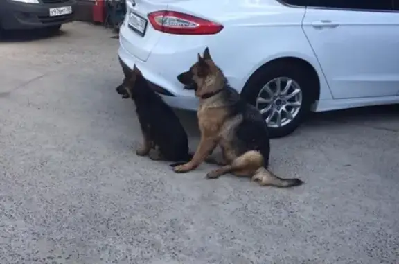 Собаки потеряшки, Тимонино, фото: Потеряшка немецкая овчарка в Тимонино, Московская область