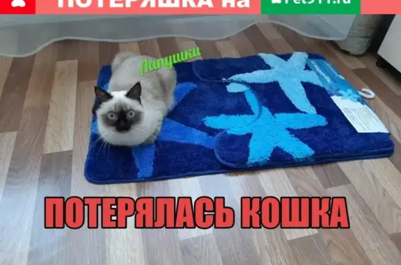 Пропала кошка: Красноярский рабочий 115а