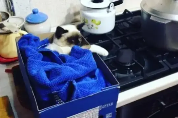 Кошки потеряшки, Набережные Челны, фото: Потеряшка кошка в 54 комплексе, Набережные Челны