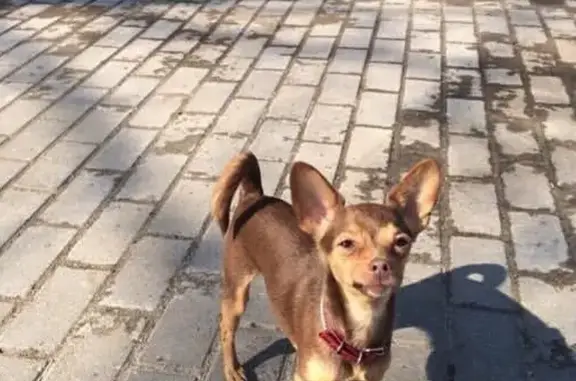 Пропала собака Боня в Гдовском районе, Псковская область