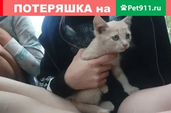 Найден котенок на Автозаводском районе