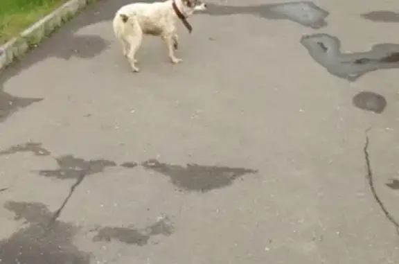 Найдена собака в отеле Тропикана Парк, Солнечногорск