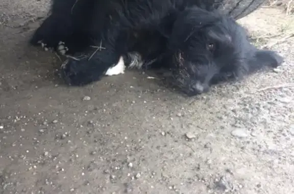 Найдена собака с ошейником в Мостовском районе