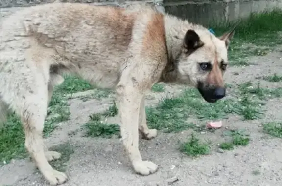 Найдена собака в Чите, ищем хозяина!